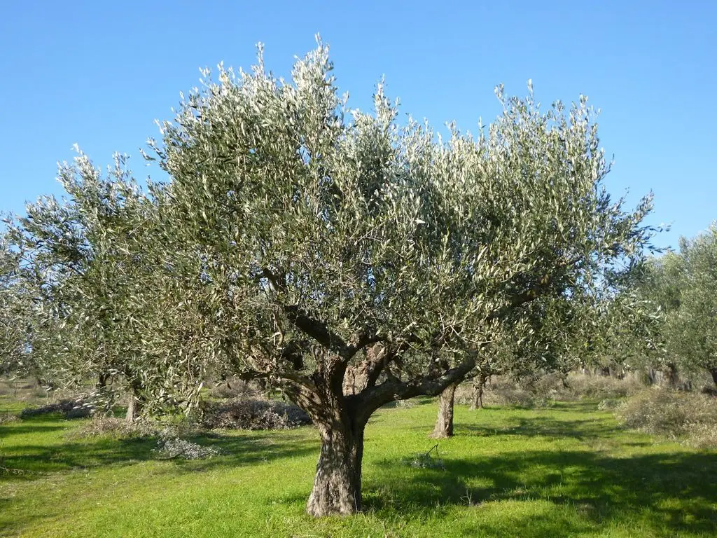 ΠΩΛΕΙΤΑΙ αγροτεμάχιο με ελαιοδενδρα 1800τμ σε καλή τιμή