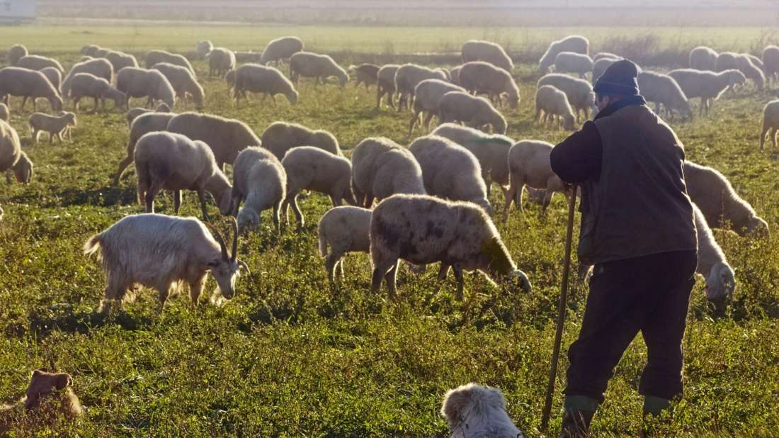 Ζητείται έμπειρο άτομο για φύλαξη και βοσκή ζώων